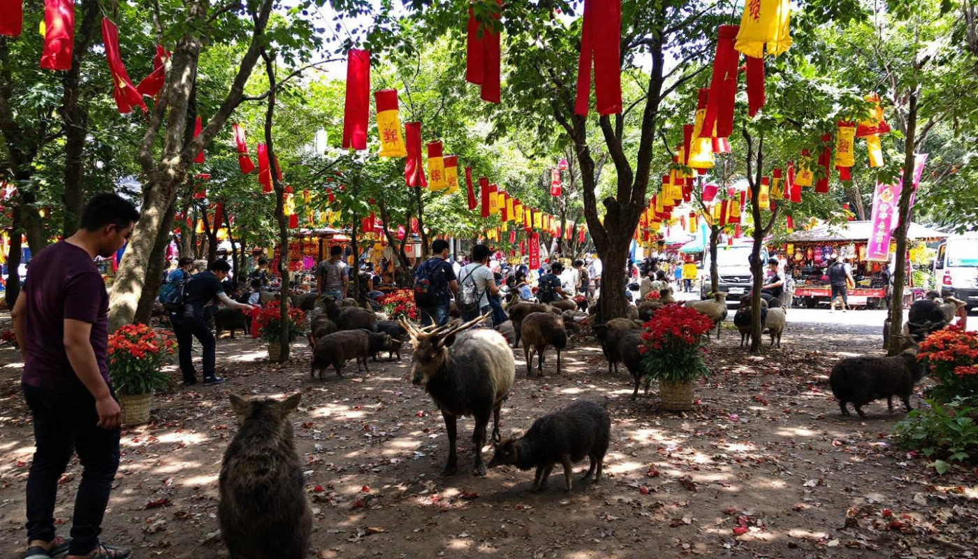 Animaux sauvages - Impact des festivals traditionnels sur la faune locale