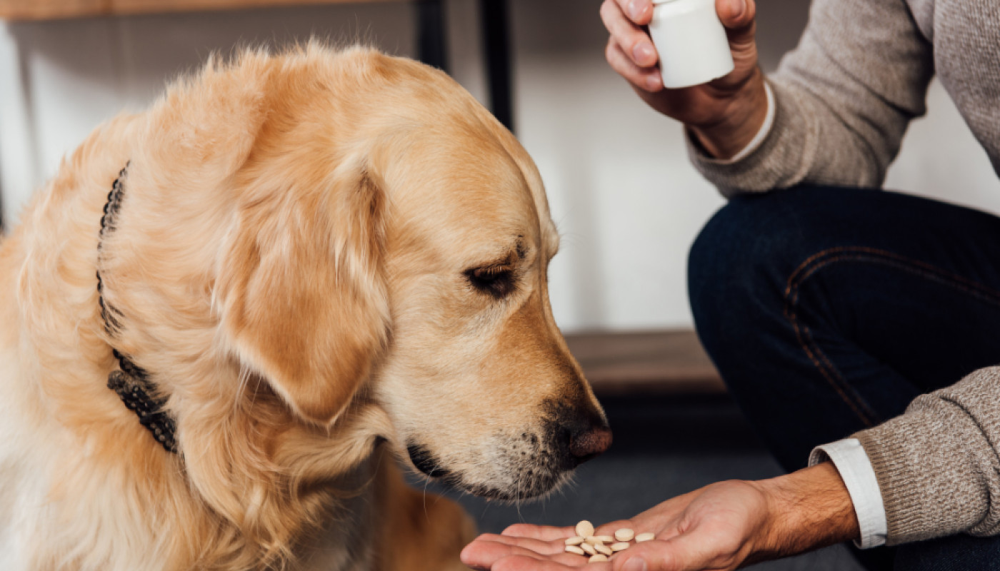 Chiens - Les médicaments naturels pour l'arthrose du chien : la solution sans effets secondaires